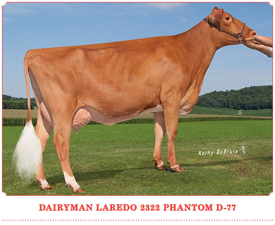 Dairyman Laredo 2322 Phantom
