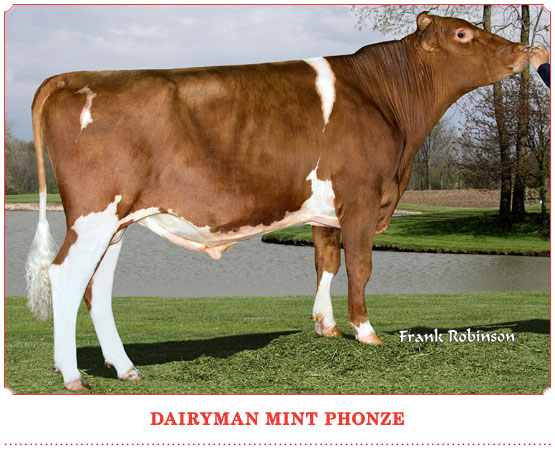 Dairyman Mint Phonze