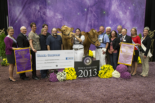 Champions at International Guernsey Show 2013