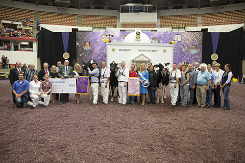 Champions at the 2013 Internaional Holstein Show