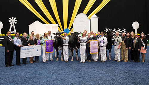 Holstein Champions