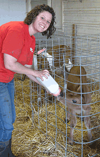 Makenzie Waymeyer feeding Jersey calf
