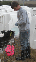 watering a calf