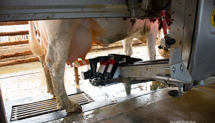 robotic-milking