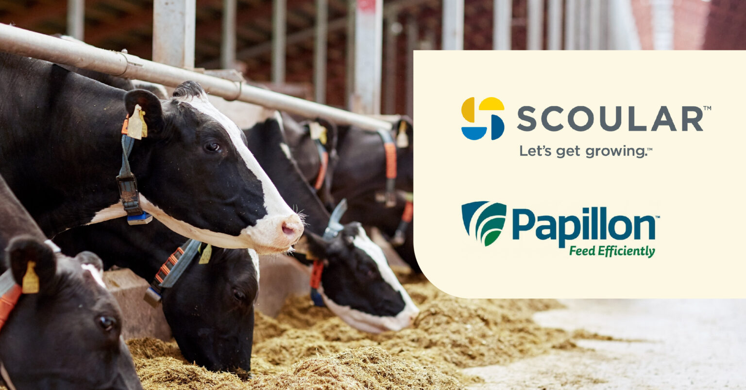 Papillon Agricultural Company and Scoular partner on bypass protein  products for dairy feed in Pacific Northwest