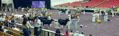 dairy cattle showmanship at World Dairy Expo