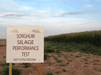 Texas A&M AgriLife Extension Service conducted sorghum silage trials in Potter County