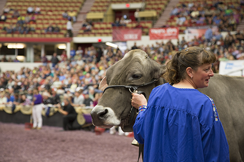 Old Mill E Snickerdoodle at the 2013 International Brown Swiss Show