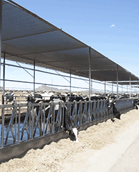 Cows eating under shaded feed manger