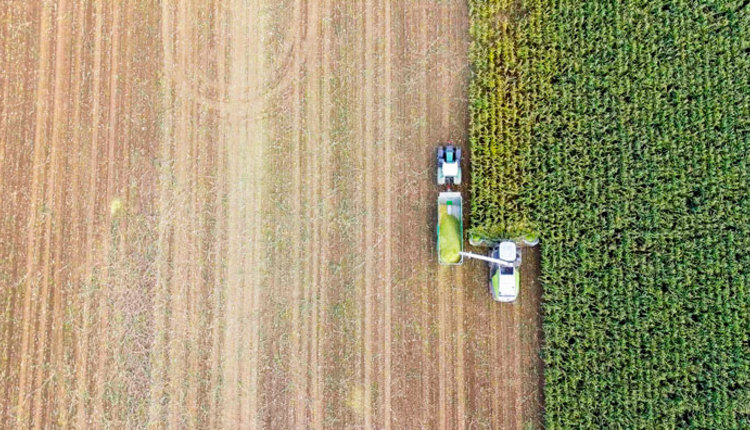 harvesting-corn-silage