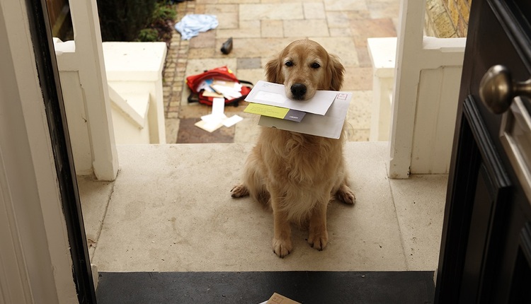 dog with mail